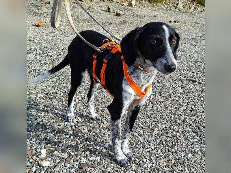 Salome.......eine wunderschöne Hündin, die auf das Glück wartet