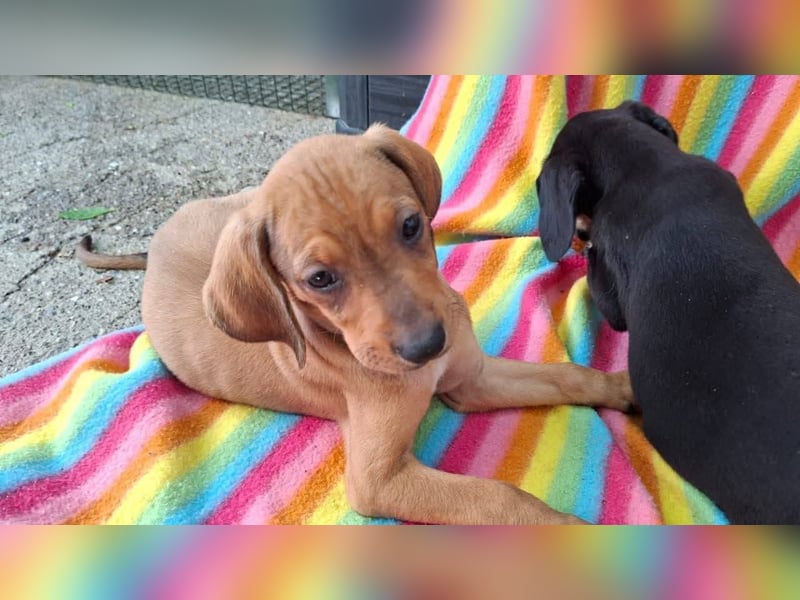 Pippilotta, eine fröhliche Welpine