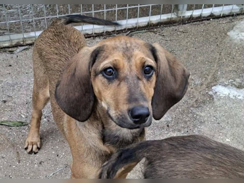 Mila, ein fröhliches, verschmustes Hundekind