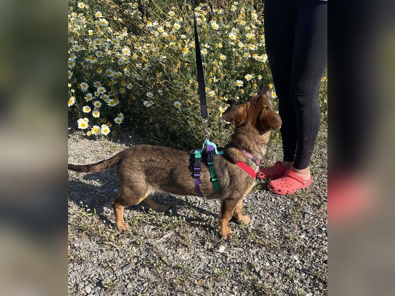 Dottie möchte ein warmes Körbchen haben
