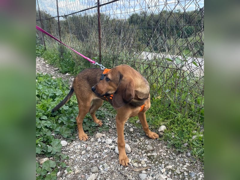 Mila, ein fröhliches, verschmustes Hundekind