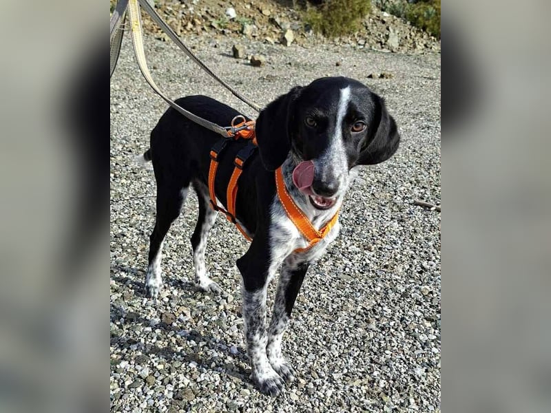 Salome.......eine wunderschöne Hündin, die auf das Glück wartet