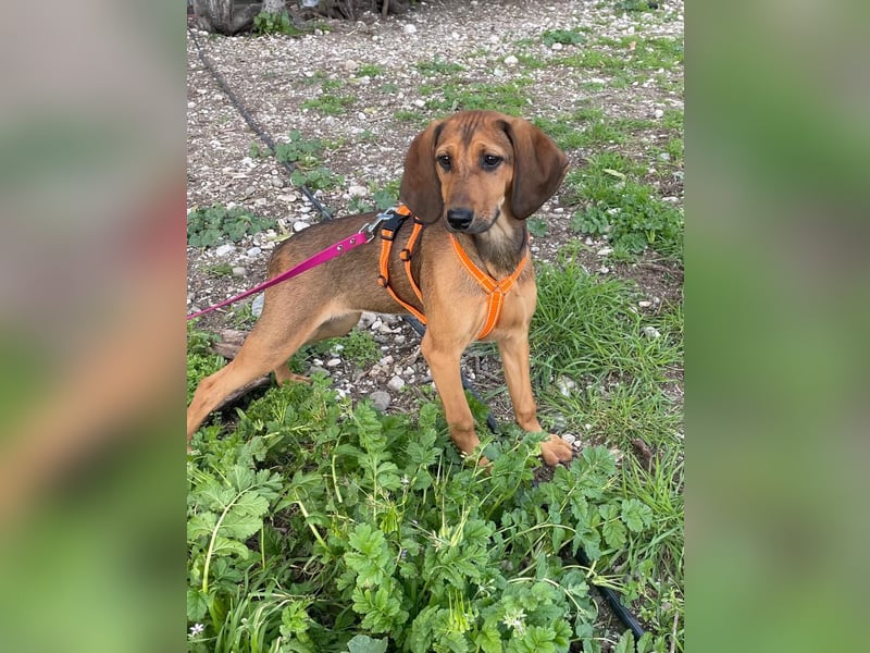 Mila, ein fröhliches, verschmustes Hundekind