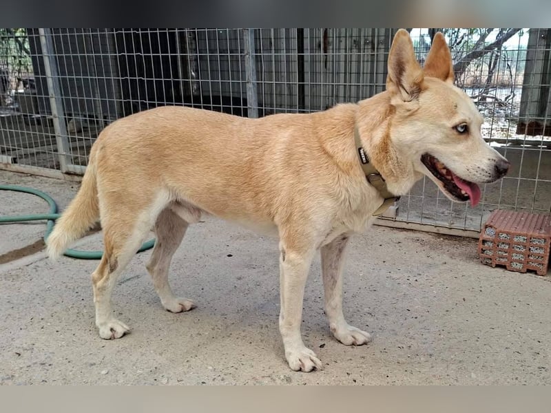 Wilf...eine Seele von Hund sucht Dich