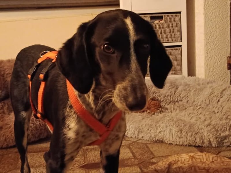 Salome.......eine wunderschöne Hündin, die auf das Glück wartet