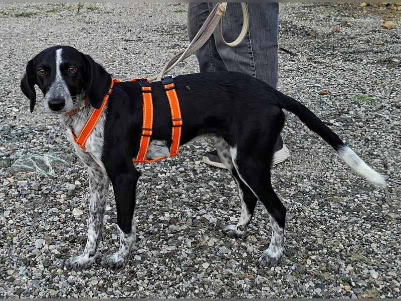 Salome.......eine wunderschöne Hündin, die auf das Glück wartet