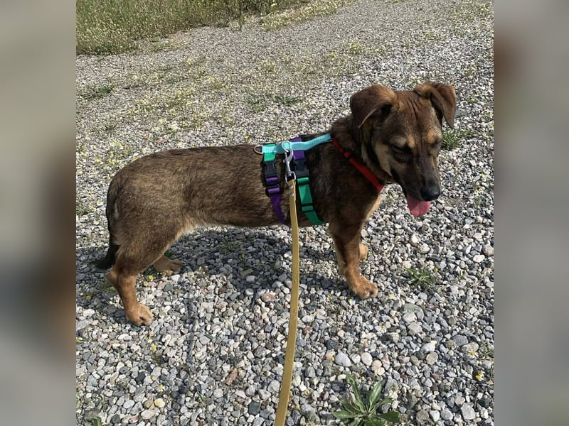 Dottie möchte ein warmes Körbchen haben