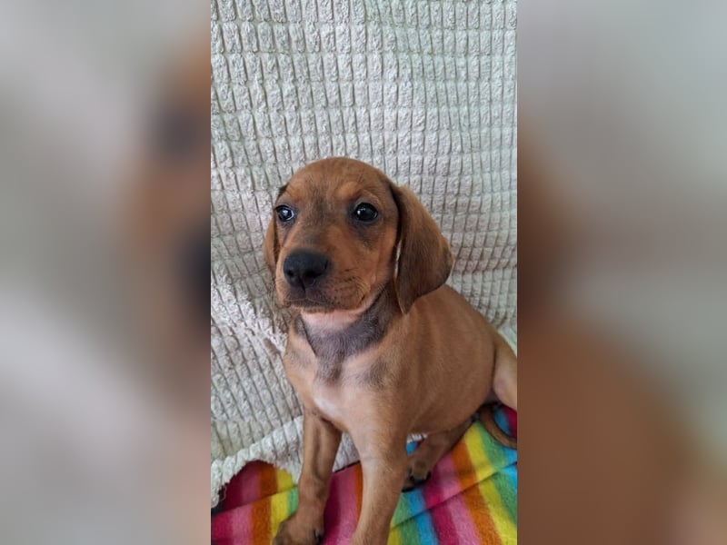 Pippilotta, eine fröhliche Welpine