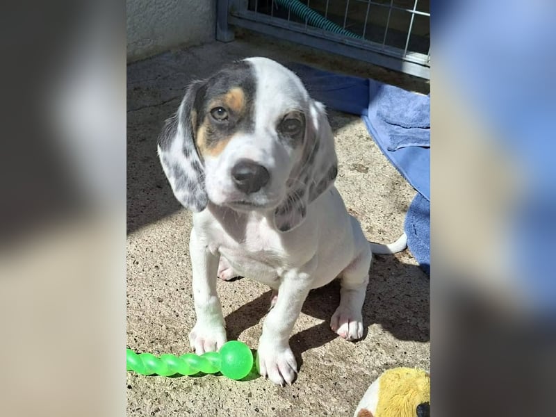 Zeus...ein großer Name für einen Hundebub