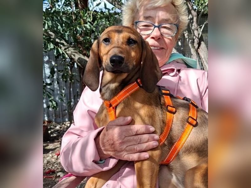 Mila, ein fröhliches, verschmustes Hundekind