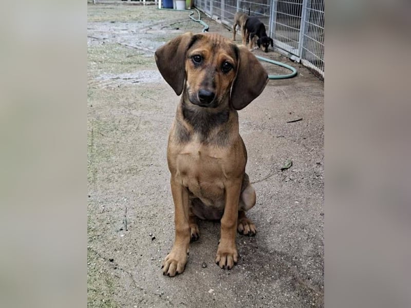 Mila, ein fröhliches, verschmustes Hundekind