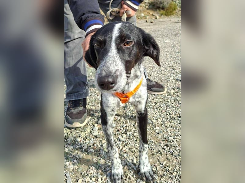 Salome.......eine wunderschöne Hündin, die auf das Glück wartet