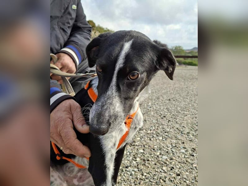 Salome.......eine wunderschöne Hündin, die auf das Glück wartet