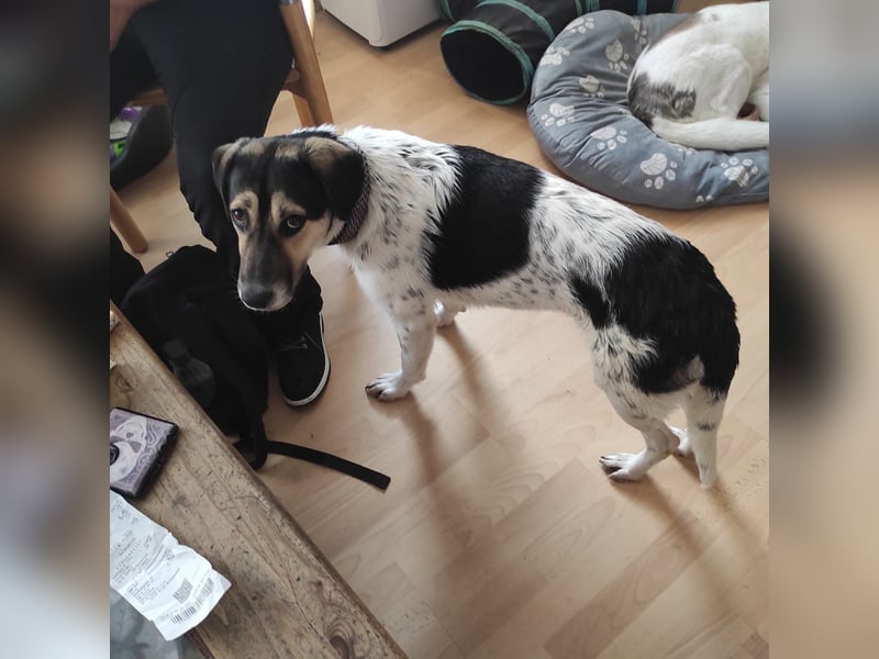 Bella sucht dringend ihre Menschen.....