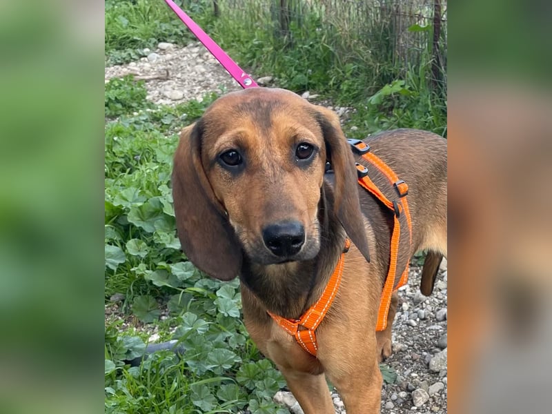 Mila, ein fröhliches, verschmustes Hundekind