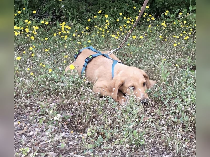 Baloo, ein kleiner Hundebub sucht sein Zuhause