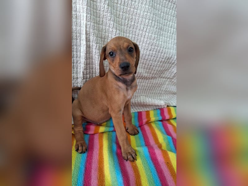 Pippilotta, eine fröhliche Welpine
