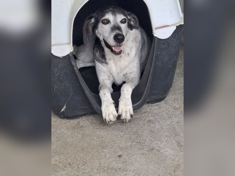 Hundeomi ALICE möchte endlich ein eigenes Zuhause finden!