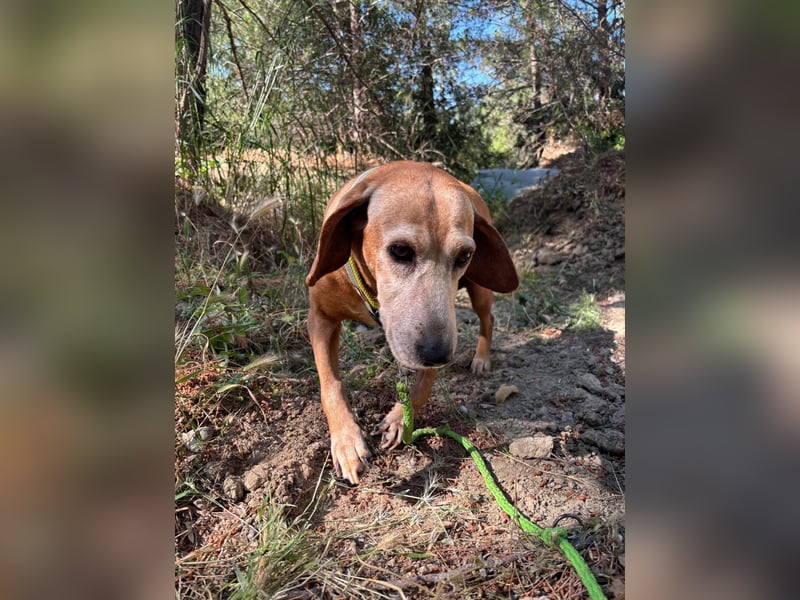 Wundervolle alte Hundedame MAGGIE sucht eine Familie oder Endpflegestelle