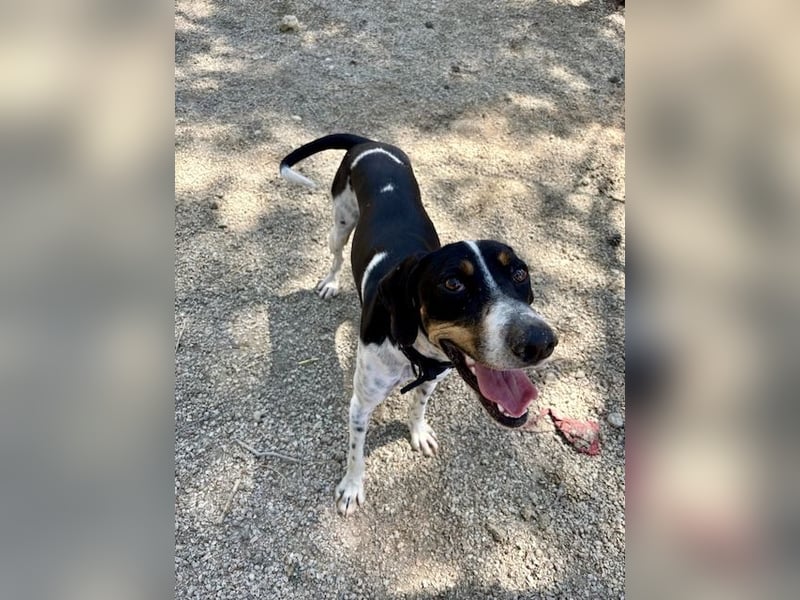 Wunderhübscher und super fröhlicher Junghund BENJI sucht eine Familie