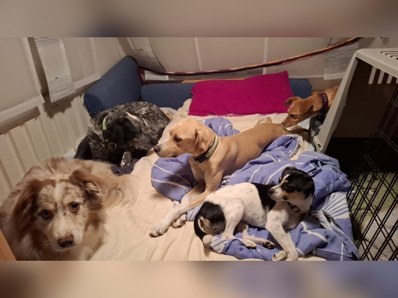 Sensibler, fröhlicher und feinfühliger Junghund FIDO sucht eine Familie!