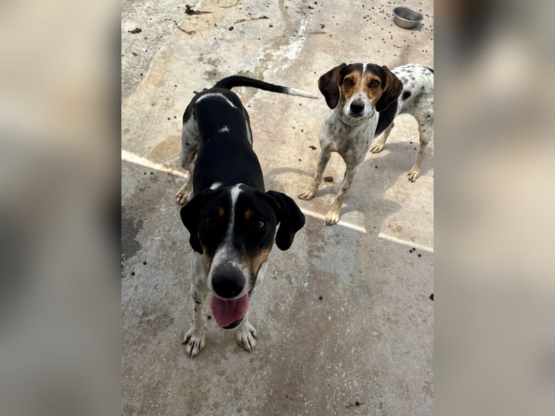 Wunderhübscher und super fröhlicher Junghund BENJI sucht eine Familie