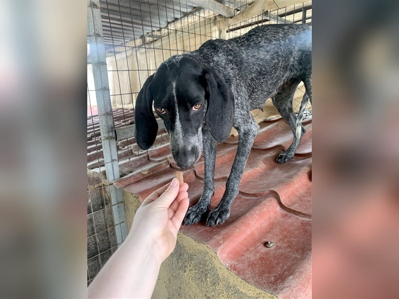 Junge Hundemama RENA sucht eine eigene Familie!