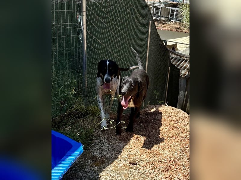 Wunderhübscher und super fröhlicher Junghund BENJI sucht eine Familie