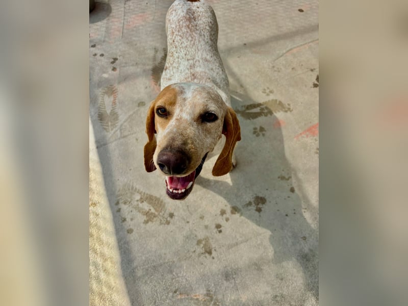 Entspannter und liebevoller Junghund OLE (2 Jahre) sucht eine Familie!