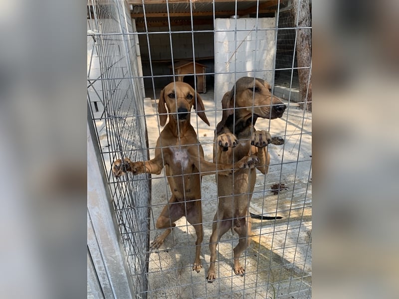 Junghund OZZY (knapp 2 Jahre) sucht eine Familie!