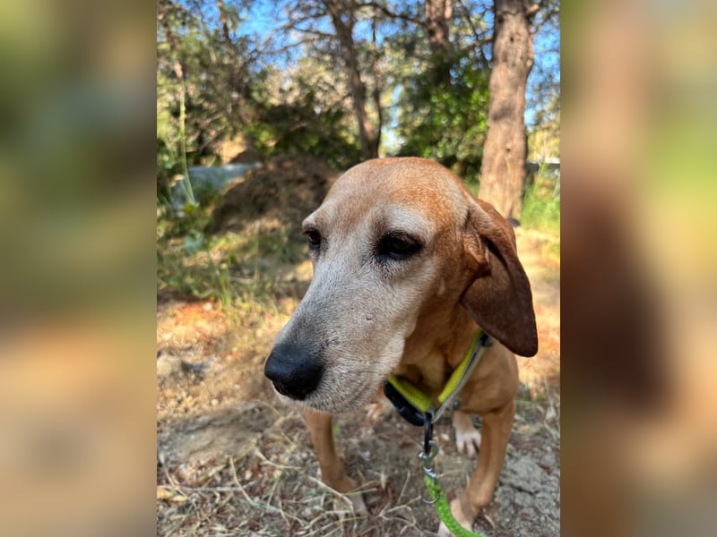 Wundervolle alte Hundedame MAGGIE sucht eine Familie oder Endpflegestelle