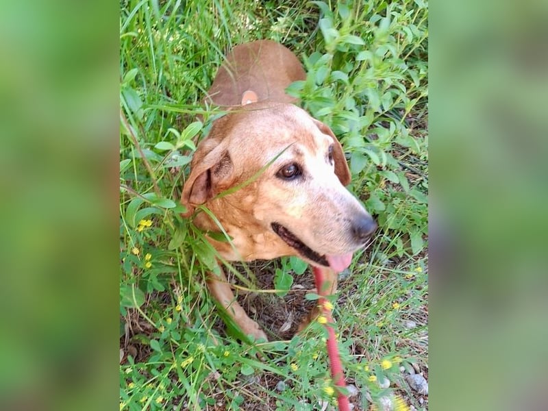 Wundervolle alte Hundedame MAGGIE sucht eine Familie oder Endpflegestelle