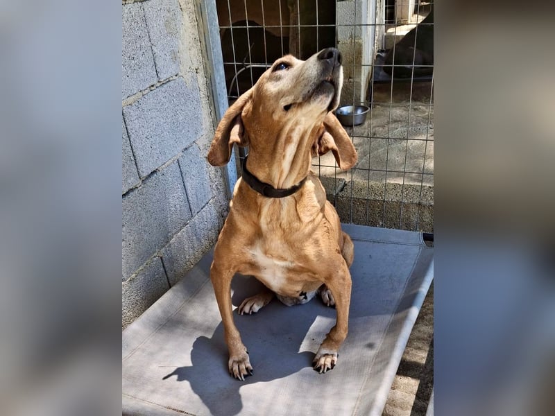 Wundervolle alte Hundedame MAGGIE sucht eine Familie oder Endpflegestelle