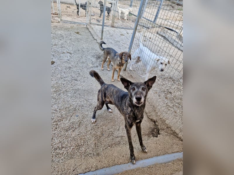 Unfassbar süßer und witziger Mischling TIMON sucht eine Familie