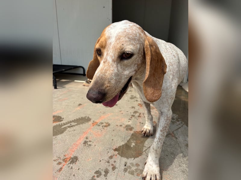 Entspannter und liebevoller Junghund OLE (2 Jahre) sucht eine Familie!
