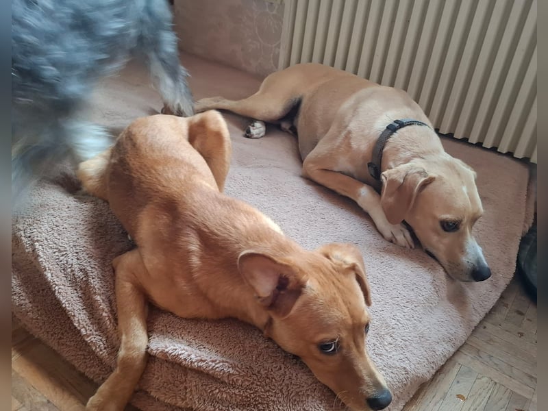 Sensibler, fröhlicher und feinfühliger Junghund FIDO sucht eine Familie!