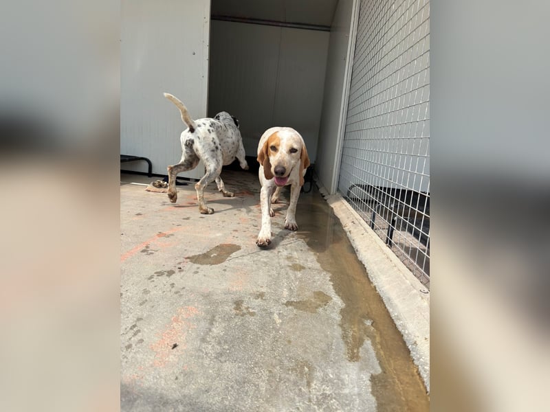 Entspannter und liebevoller Junghund OLE (2 Jahre) sucht eine Familie!