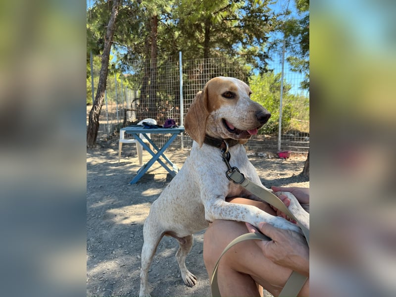 Entspannter und liebevoller Junghund OLE (2 Jahre) sucht eine Familie!