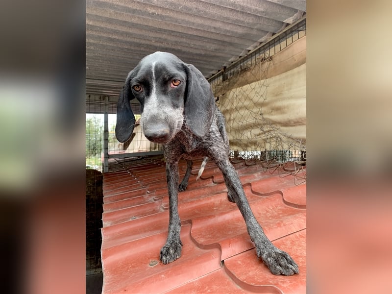 Junge Hundemama RENA sucht eine eigene Familie!