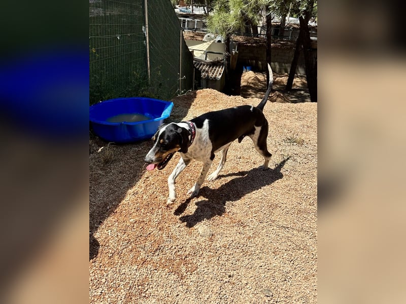 Wunderhübscher und super fröhlicher Junghund BENJI sucht eine Familie
