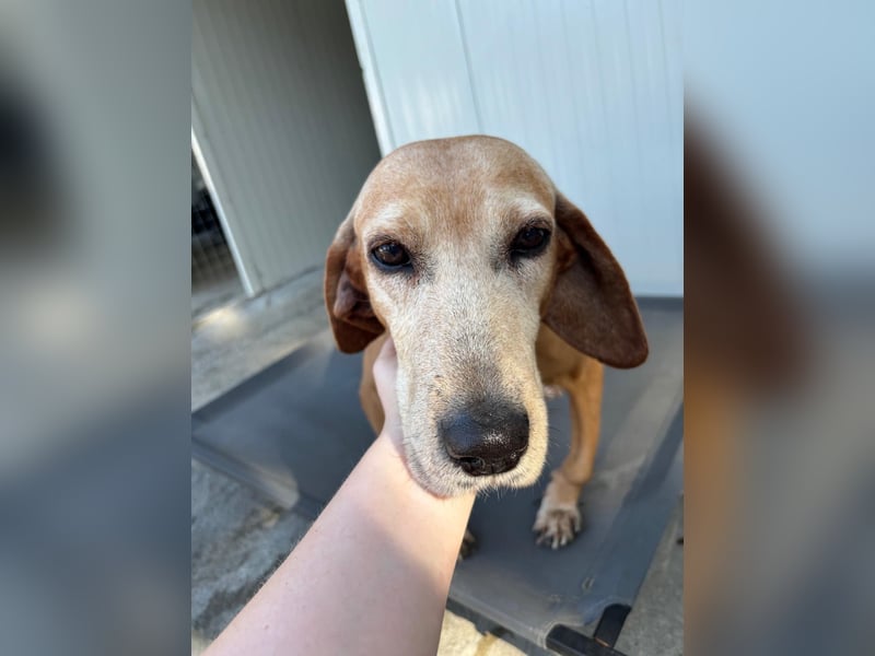 Wundervolle alte Hundedame MAGGIE sucht eine Familie oder Endpflegestelle