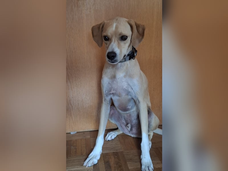 Sensibler, fröhlicher und feinfühliger Junghund FIDO sucht eine Familie!