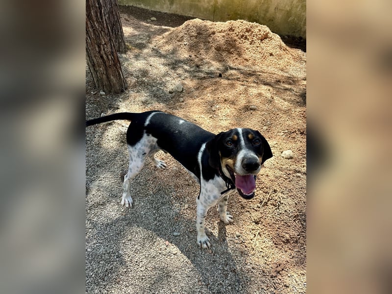 Wunderhübscher und super fröhlicher Junghund BENJI sucht eine Familie
