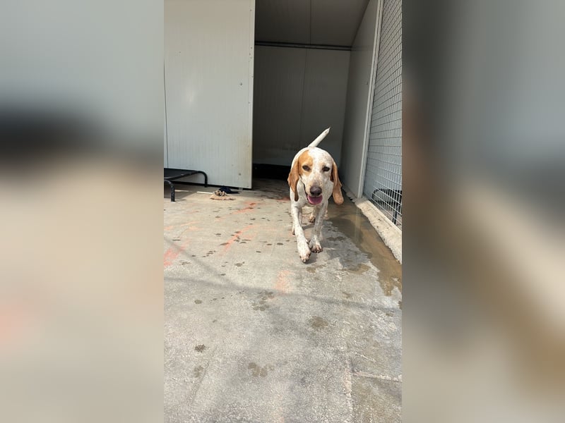 Entspannter und liebevoller Junghund OLE (2 Jahre) sucht eine Familie!