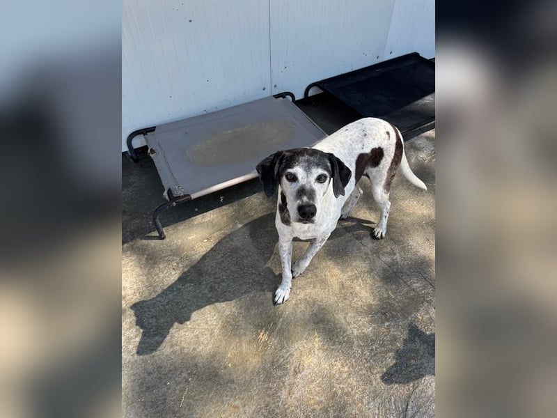 Hundeomi ALICE möchte endlich ein eigenes Zuhause finden!