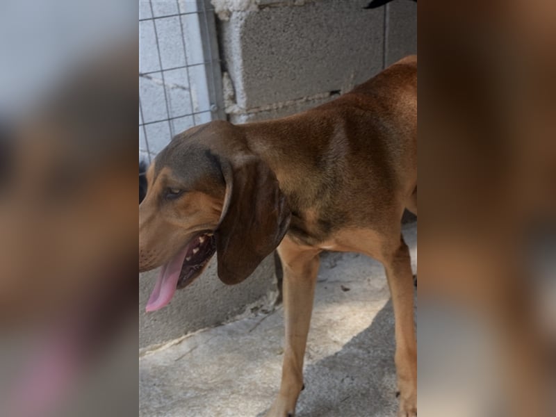 Junghund OZZY (knapp 2 Jahre) sucht eine Familie!