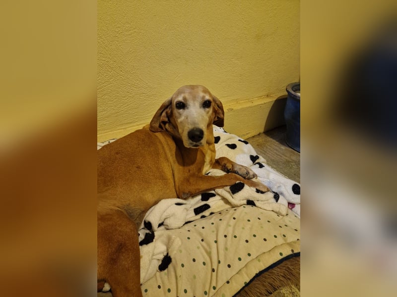 Wundervolle alte Hundedame MAGGIE sucht eine Familie oder Endpflegestelle