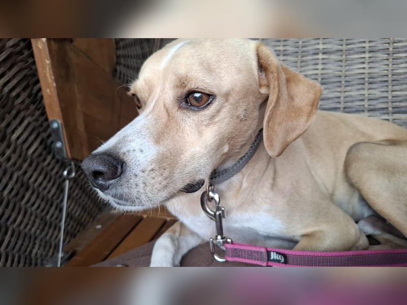 Sensibler, fröhlicher und feinfühliger Junghund FIDO sucht eine Familie!