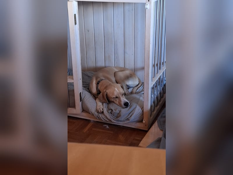 Sensibler, fröhlicher und feinfühliger Junghund FIDO sucht eine Familie!