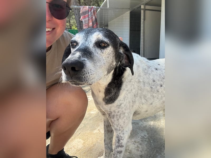 Hundeomi ALICE möchte endlich ein eigenes Zuhause finden!